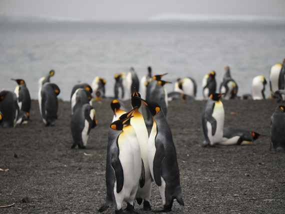 HDS29-26, Day 7, P2221368 © Unknown photographer - Oceanwide Expeditions.JPG