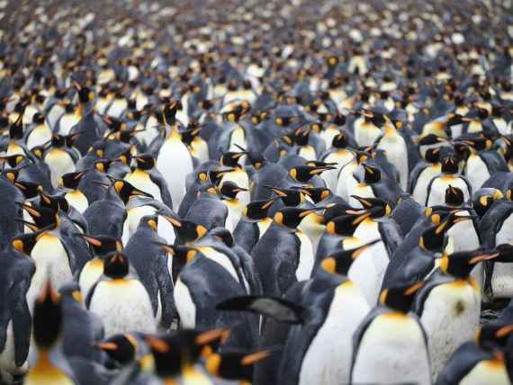 HDS29-26, Day 7, P2221372 © Unknown photographer - Oceanwide Expeditions.JPG