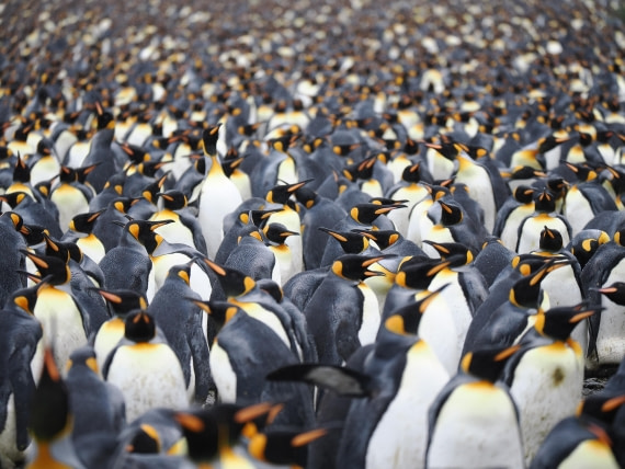 HDS29-26, Day 7, P2221373 © Unknown photographer - Oceanwide Expeditions.JPG