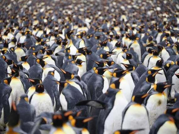 HDS29-26, Day 7, P2221374 © Unknown photographer - Oceanwide Expeditions.JPG