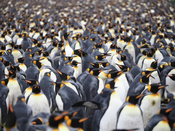 HDS29-26, Day 7, P2221375 © Unknown photographer - Oceanwide Expeditions.JPG