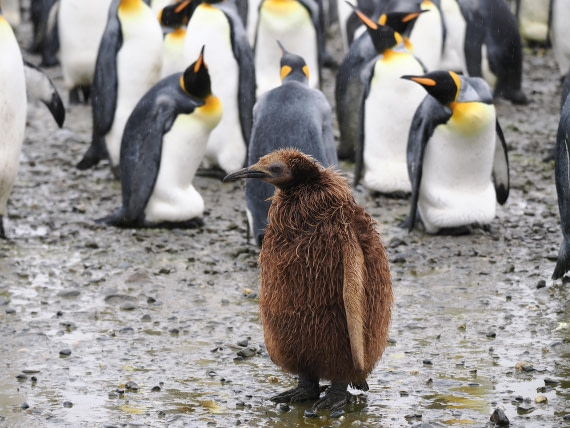 HDS29-26, Day 7, P2221378 © Unknown photographer - Oceanwide Expeditions.JPG