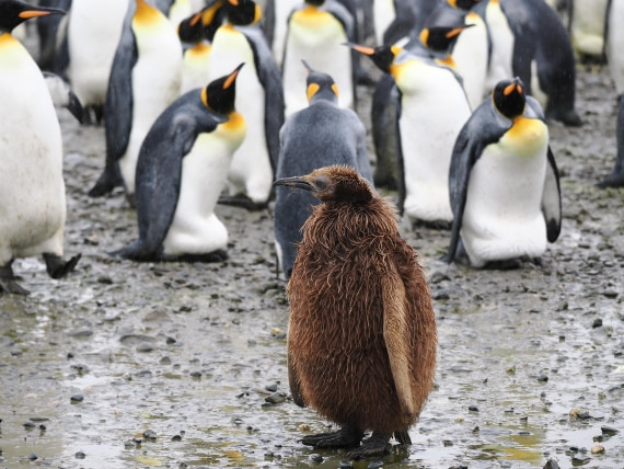 HDS29-26, Day 7, P2221380 © Unknown photographer - Oceanwide Expeditions.JPG