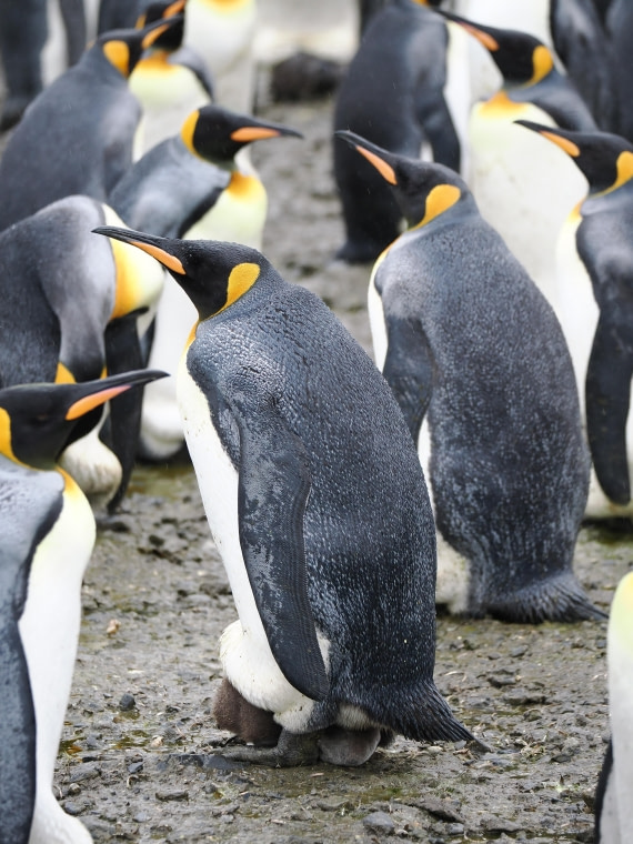 HDS29-26, Day 7, P2221391 © Unknown photographer - Oceanwide Expeditions.JPG