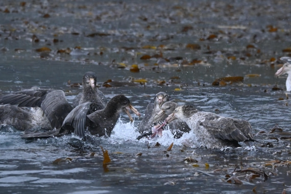 HDS29-26, Day 7, SAS_5741 © Saskia van der Meij - Oceanwide Expeditions.JPG