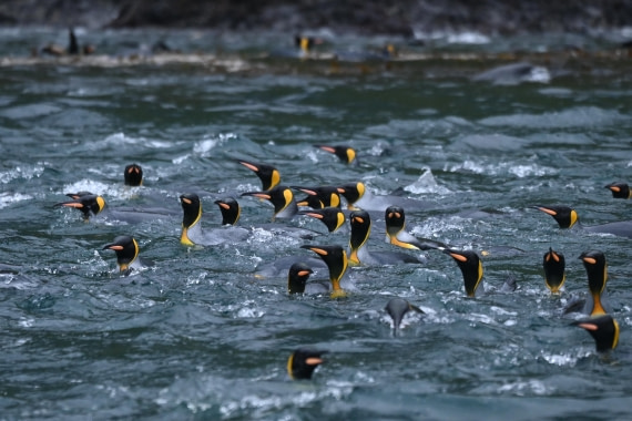 HDS29-26, Day 7, SAS_5759 © Saskia van der Meij - Oceanwide Expeditions.JPG