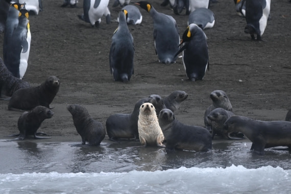 HDS29-26, Day 7, SAS_5781 © Saskia van der Meij - Oceanwide Expeditions.JPG