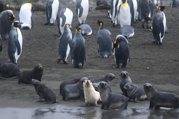 HDS29-26, Day 7, SAS_5783 © Saskia van der Meij - Oceanwide Expeditions.JPG