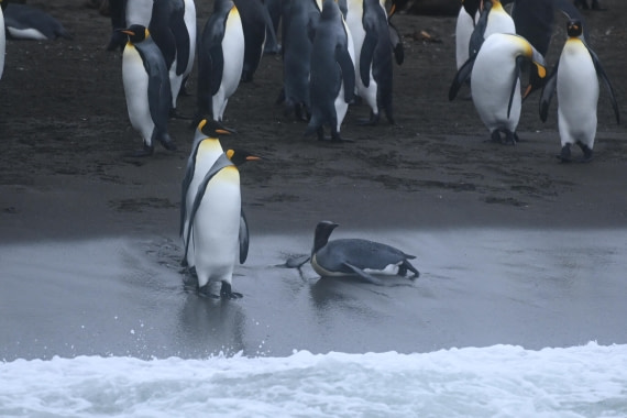 HDS29-26, Day 7, SAS_5786 © Saskia van der Meij - Oceanwide Expeditions.JPG