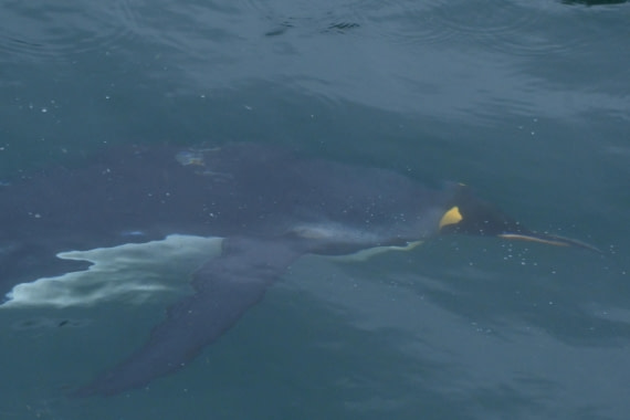 HDS29-26, Day 7, SAS_5806 © Saskia van der Meij - Oceanwide Expeditions.JPG