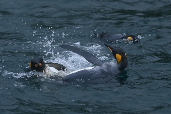 HDS29-26, Day 7, SAS_5816 © Saskia van der Meij - Oceanwide Expeditions.JPG