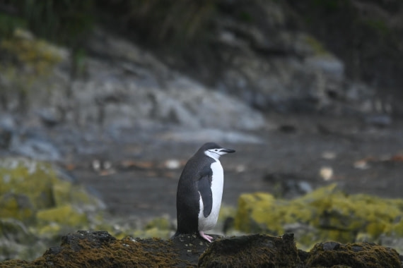 HDS29-26, Day 7, SAS_5847 © Saskia van der Meij - Oceanwide Expeditions.JPG