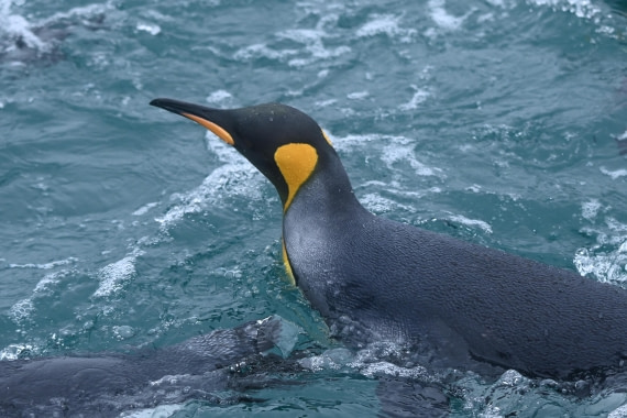 HDS29-26, Day 7, SAS_5864 © Saskia van der Meij - Oceanwide Expeditions.JPG