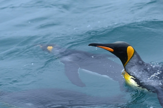 HDS29-26, Day 7, SAS_5876 © Saskia van der Meij - Oceanwide Expeditions.JPG