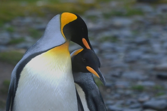 HDS29-26, Day 7, SAS_5969 © Saskia van der Meij - Oceanwide Expeditions.JPG