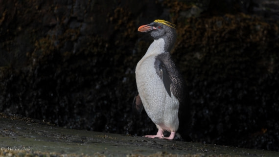 HDS29-26, Day 8, 0Q9A0598 © Martin Anstee - Oceanwide Expeditions.jpg