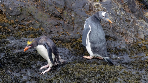HDS29-26, Day 8, 0Q9A0648 © Martin Anstee - Oceanwide Expeditions.jpg