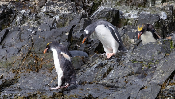 HDS29-26, Day 8, 0Q9A0692 © Martin Anstee - Oceanwide Expeditions.jpg
