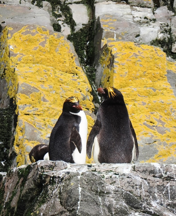 HDS29-26, Day 8, 2025-02-23 - Macaroni Penguin - Hercules Bay, South Georgia © Unknown photographer - Oceanwide Expeditions.JPG