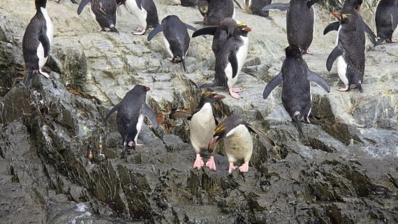 HDS29-26, Day 8, 20260223_092356 © Jodi Gaylord - Oceanwide Expeditions.jpg
