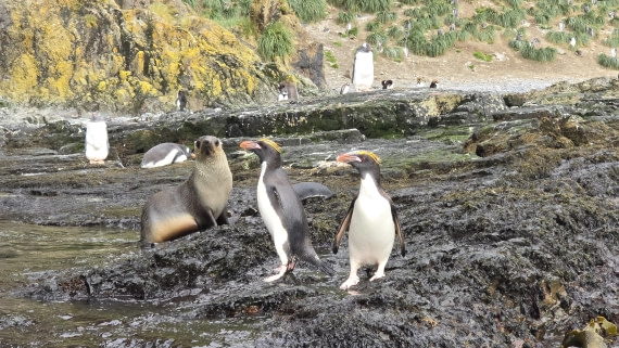 HDS29-26, Day 8, 20260223_094927 © Jodi Gaylord - Oceanwide Expeditions.jpg