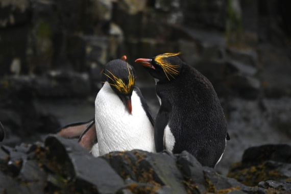 HDS29-26, Day 8, SAS_6060 © Saskia van der Meij - Oceanwide Expeditions.JPG