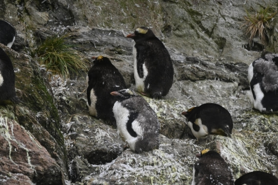 HDS29-26, Day 8, SAS_6092 © Saskia van der Meij - Oceanwide Expeditions.JPG