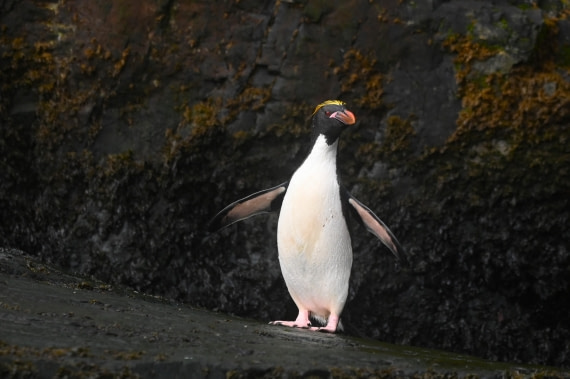HDS29-26, Day 8, SAS_6110 © Saskia van der Meij - Oceanwide Expeditions.JPG
