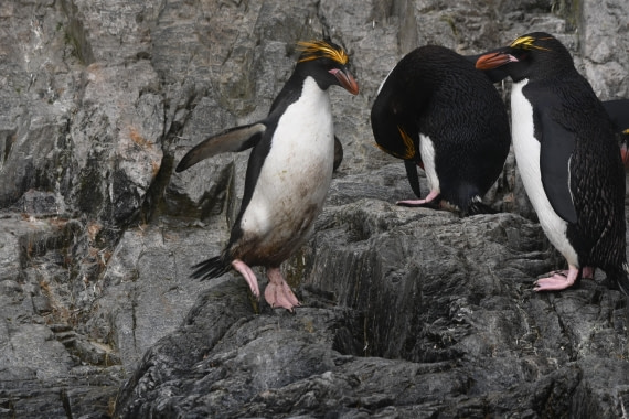 HDS29-26, Day 8, SAS_6121 © Saskia van der Meij - Oceanwide Expeditions.JPG