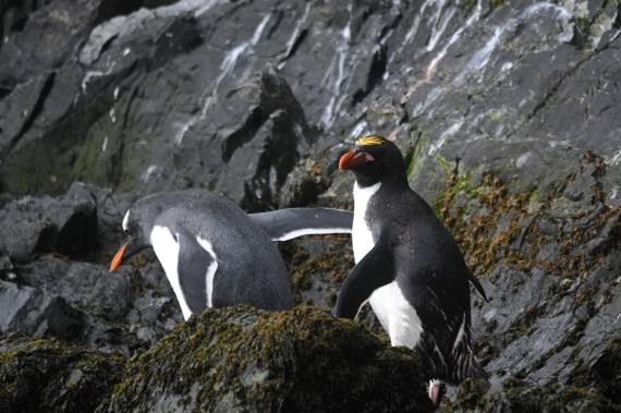HDS29-26, Day 8, SAS_6152 © Saskia van der Meij - Oceanwide Expeditions.JPG