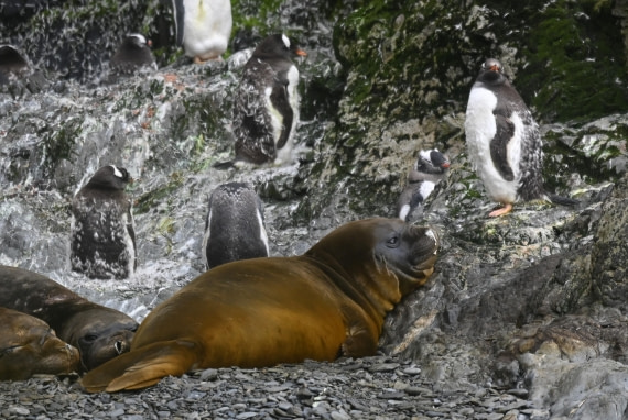 HDS29-26, Day 8, SAS_6167 © Saskia van der Meij - Oceanwide Expeditions.JPG