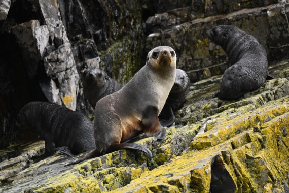 HDS29-26, Day 8, SAS_6183 © Saskia van der Meij - Oceanwide Expeditions.JPG