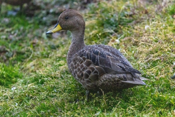 HDS29-26, Day 9, 0Q9A0715 © Martin Anstee - Oceanwide Expeditions.jpg
