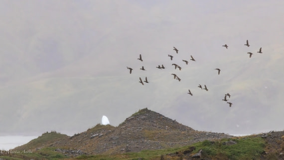 HDS29-26, Day 9, 0Q9A0861 © Martin Anstee - Oceanwide Expeditions.jpg