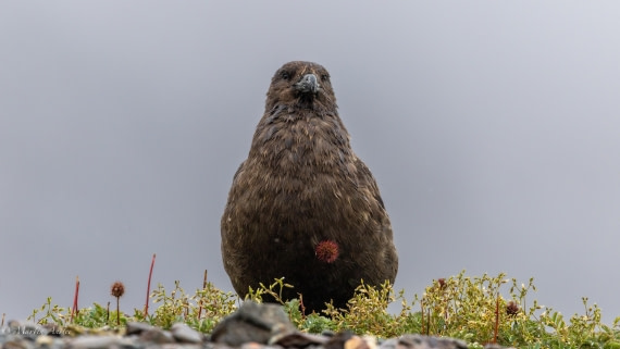 HDS29-26, Day 9, 0Q9A0889 © Martin Anstee - Oceanwide Expeditions.jpg