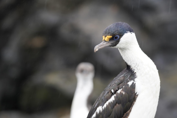 HDS29-26, Day 9, DSC07265 © Jessica Bakker - Oceanwide Expeditions.JPG