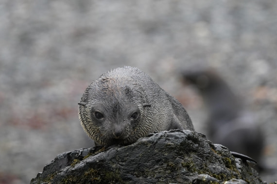 HDS29-26, Day 9, DSC07350 © Jessica Bakker - Oceanwide Expeditions.JPG