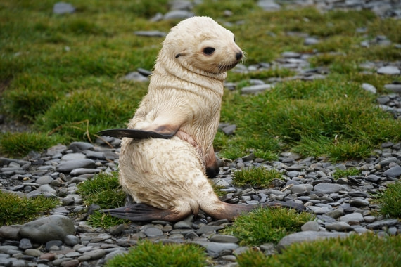 HDS29-26, Day 9, DSC07384 © Jessica Bakker - Oceanwide Expeditions.JPG