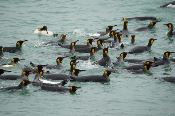 HDS29-26, Day 9, DSC07409 © Jessica Bakker - Oceanwide Expeditions.JPG