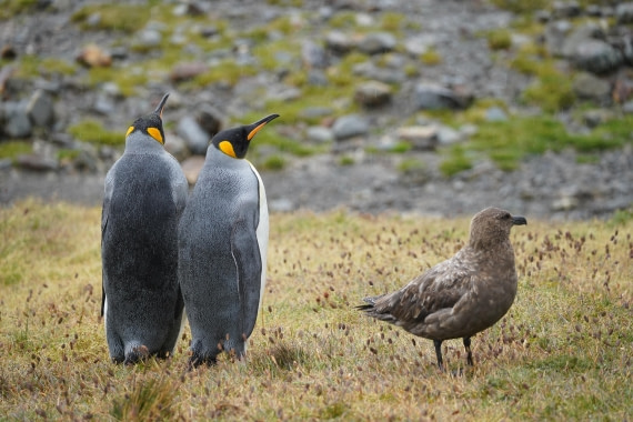 HDS29-26, Day 9, DSC07450 © Jessica Bakker - Oceanwide Expeditions.JPG
