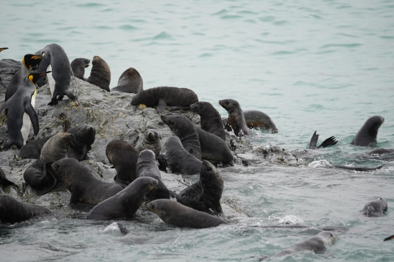 HDS29-26, Day 9, DSC07503 © Jessica Bakker - Oceanwide Expeditions.JPG
