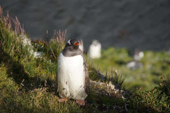 HDS29-26, Day 9, DSC07549 © Jessica Bakker - Oceanwide Expeditions.JPG