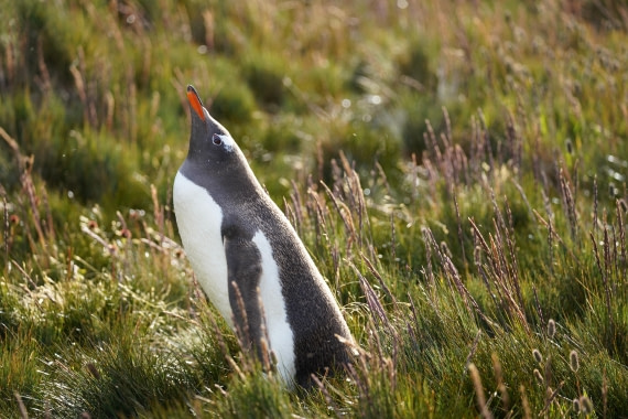 HDS29-26, Day 9, DSC07557 © Jessica Bakker - Oceanwide Expeditions.JPG