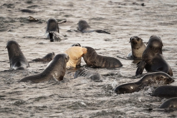 HDS29-26, Day 9, DSC07763 © Jessica Bakker - Oceanwide Expeditions.JPG