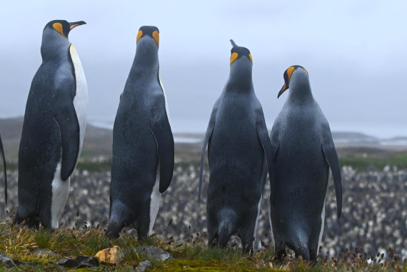 HDS29-26, Day 9, SAS_6195 © Saskia van der Meij - Oceanwide Expeditions.JPG