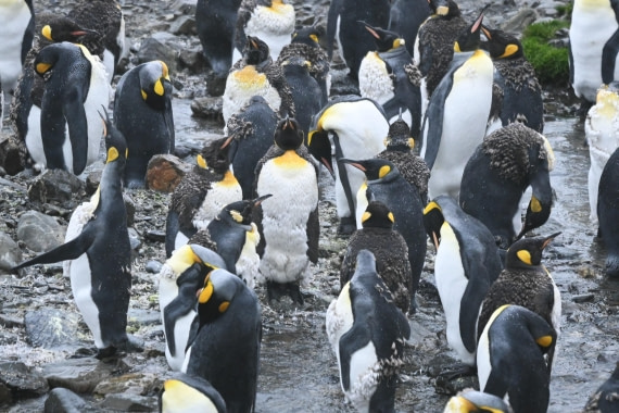 HDS29-26, Day 9, SAS_6213 © Saskia van der Meij - Oceanwide Expeditions.JPG