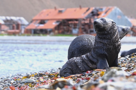 HDS29-26, Day 9, SAS_6266 © Saskia van der Meij - Oceanwide Expeditions.JPG