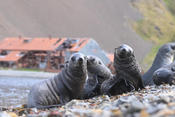 HDS29-26, Day 9, SAS_6270 © Saskia van der Meij - Oceanwide Expeditions.JPG