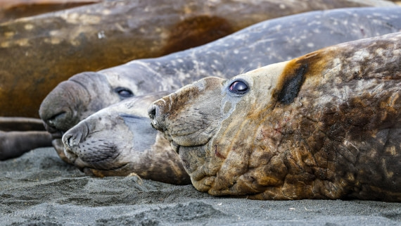 HDS29-26, Day 10, 0Q9A0913 © Martin Anstee - Oceanwide Expeditions.jpg