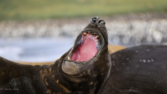 HDS29-26, Day 10, 0Q9A0923 © Martin Anstee - Oceanwide Expeditions.jpg